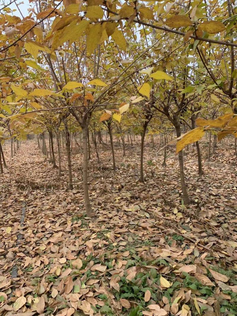基地腊梅树大小规格大量批发