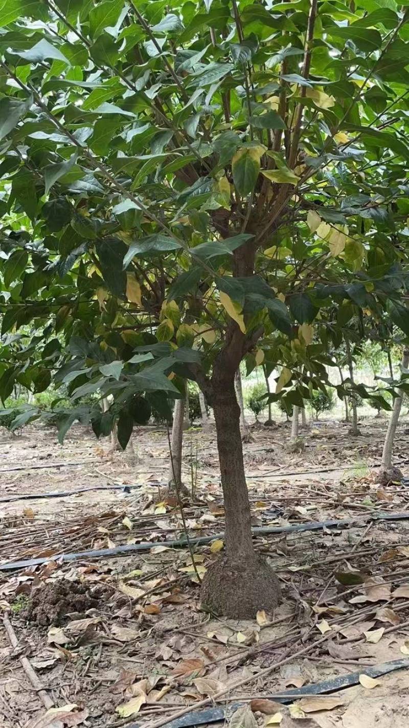 基地腊梅树大小规格大量批发