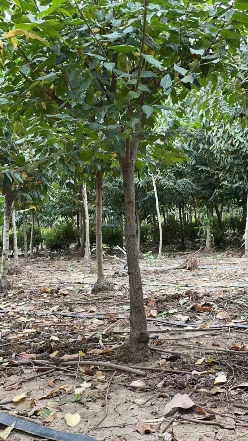 基地腊梅树大小规格大量批发