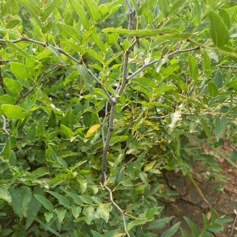 酸枣苗