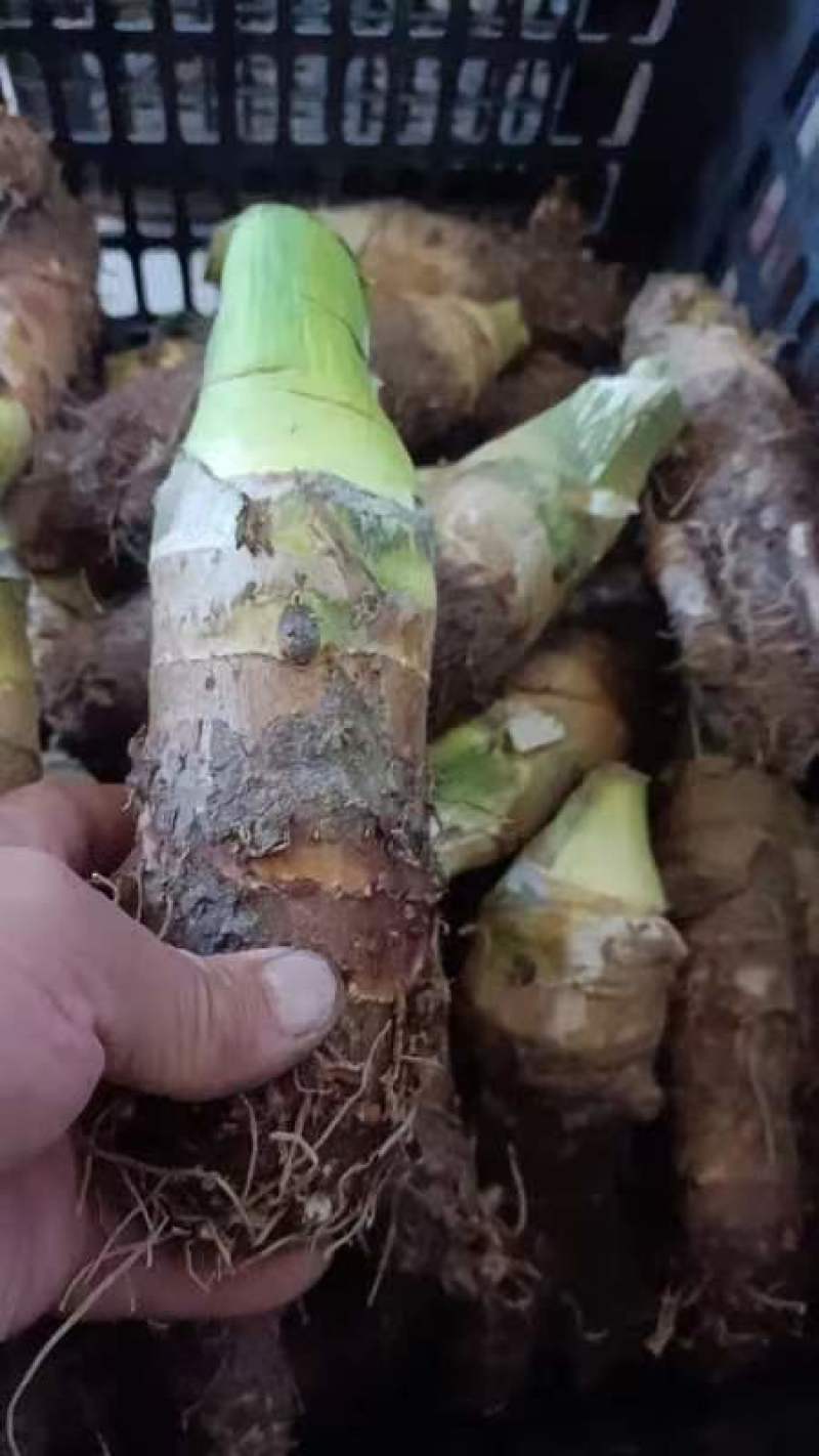 山东高钙香芋大量上市中要比荔浦芋头面好吃)适合商超酒店用