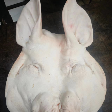 母猪头