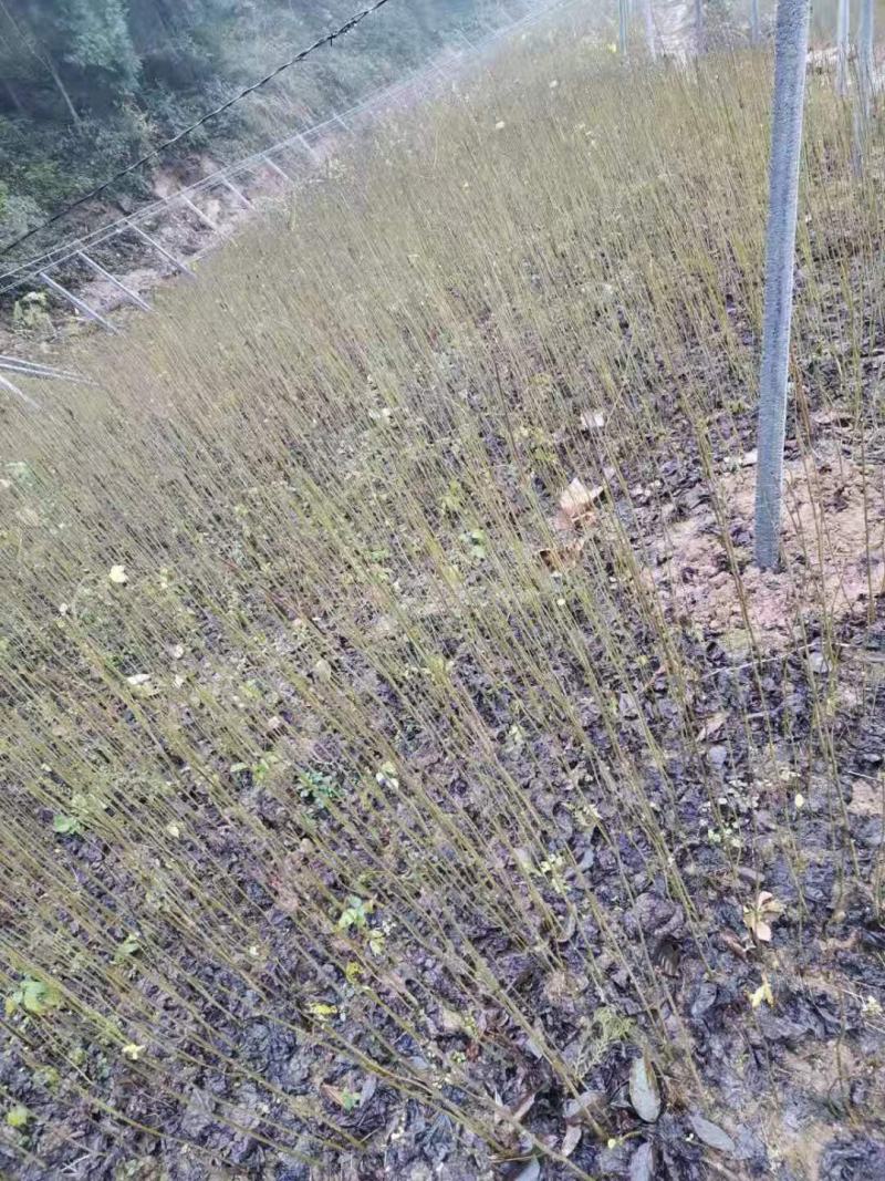 毛叶山桐子苗，四川广元市毛叶山桐子树苗，基地直供。