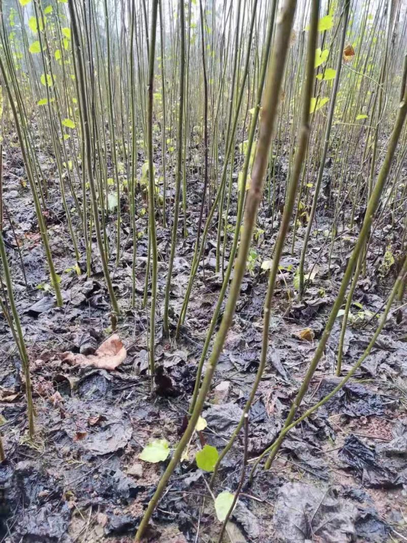 毛叶山桐子苗，四川广元市毛叶山桐子树苗，基地直供。