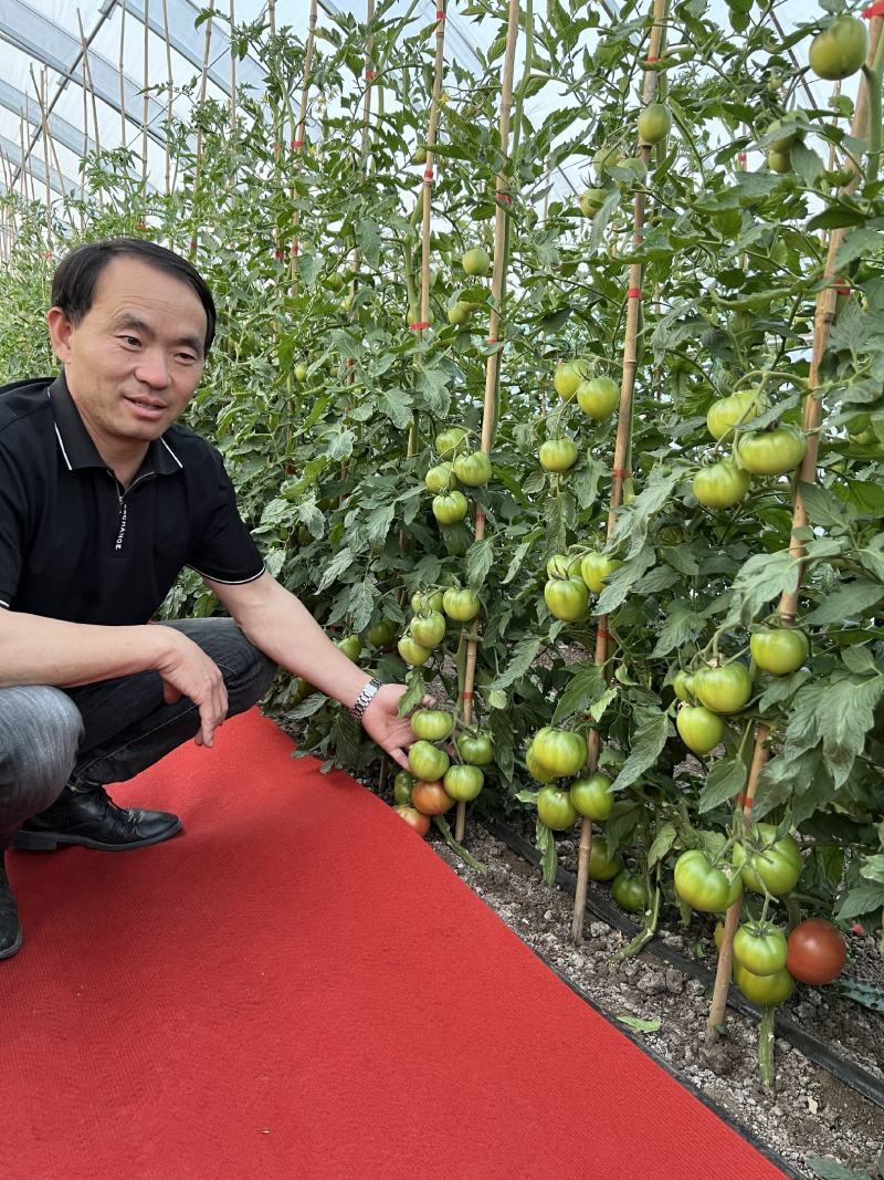 炎玉大果口感番茄种子多心室带绿肩1000粒
