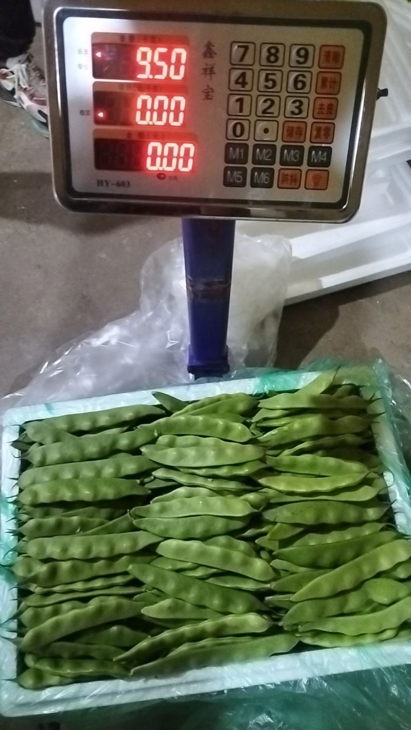 云南油豆角大量上市.整车发货.一件代发电商货货源充足