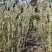 毛叶山桐子树苗，木本油料植物，经济林苗木基地直发，易管理