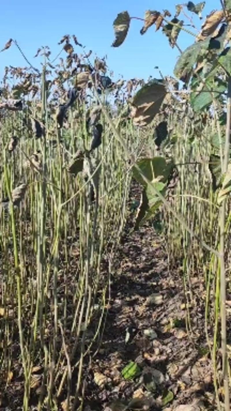毛叶山桐子树苗，木本油料植物，经济林苗木基地直发，易管理