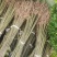 毛叶山桐子树苗，木本油料植物，经济林苗木基地直发，易管理