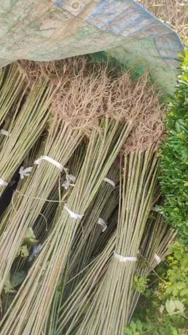 毛叶山桐子树苗，木本油料植物，经济林苗木基地直发，易管理