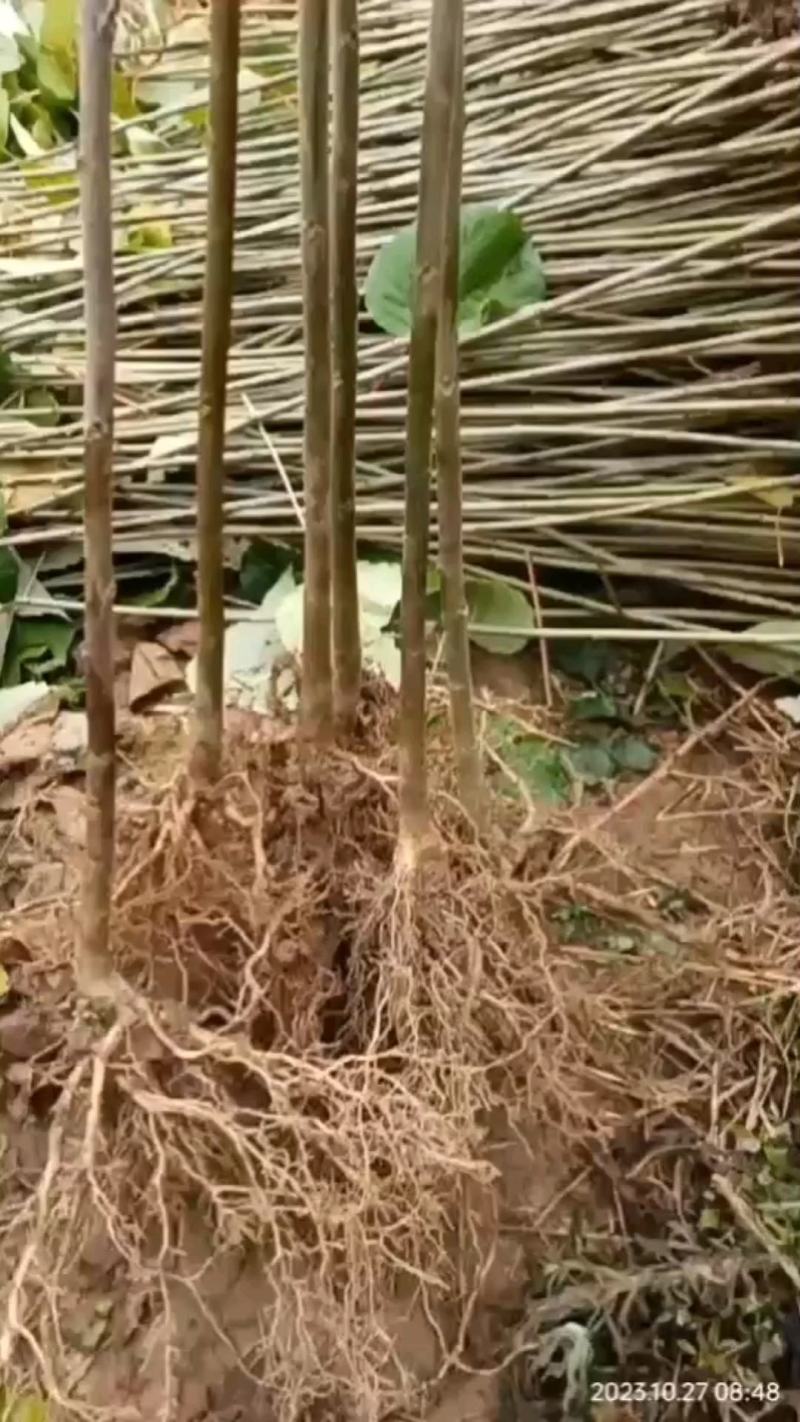 毛叶山桐子树苗，木本油料植物，经济林苗木基地直发，易管理
