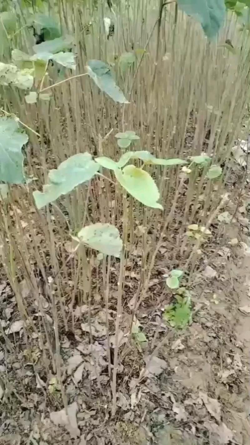毛叶山桐子树苗，木本油料植物，经济林苗木基地直发，易管理