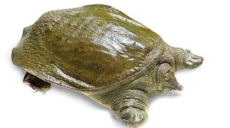 江西优质乌龟，8年以上规格齐全大量供应品质保障