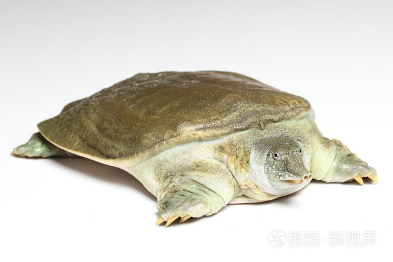 江西优质乌龟，8年以上规格齐全大量供应品质保障