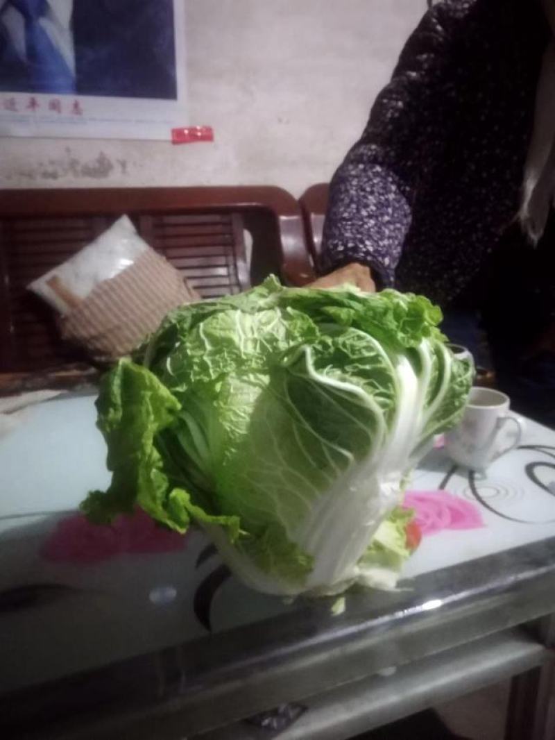 冬季大白菜山东白菜全国发货支持视频看货