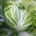 冬季大白菜山东白菜全国发货支持视频看货