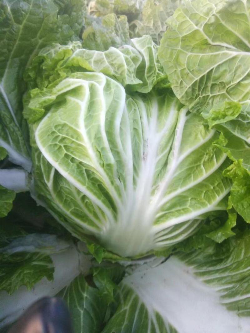 冬季大白菜山东白菜全国发货支持视频看货