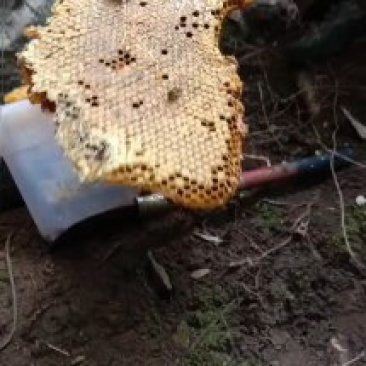 野生蜂蜜，自产自销
