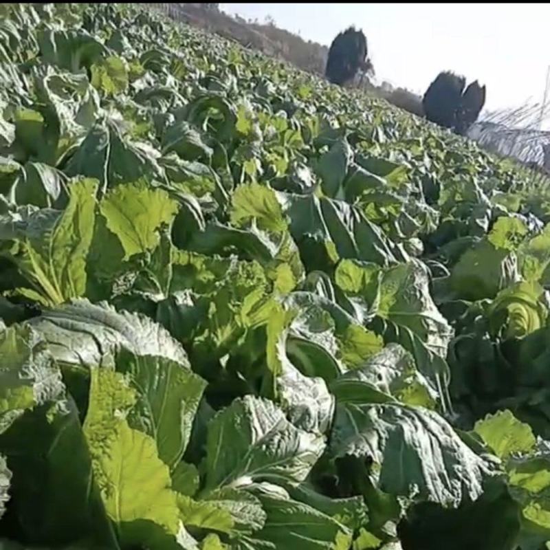 浙江慈溪儿菜，20亩地2024年末新鲜上市！自产自销！