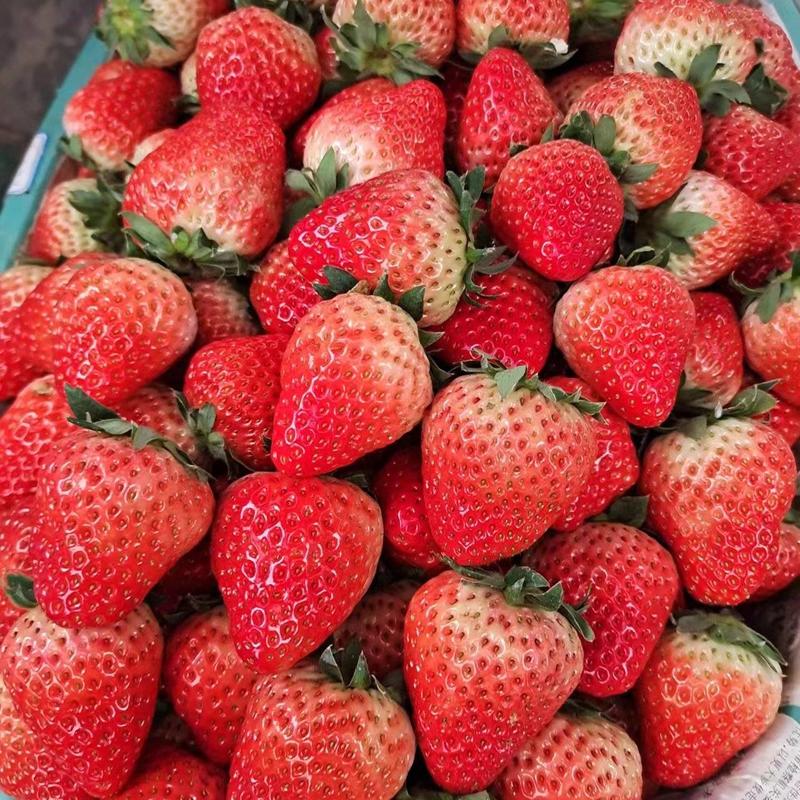 红颜草莓新鲜上市鲜甜多汁供应各大平台规格齐全质量保证