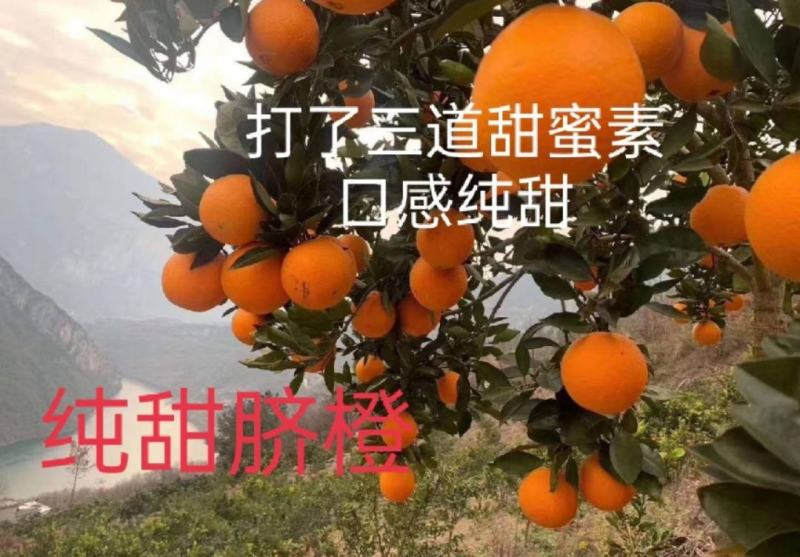 纽荷尔脐橙中华红橙/保质保量，坏烂果无理由先行赔付