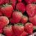 长丰红颜草莓代办，欢迎全国客商、电商、超市前来洽谈