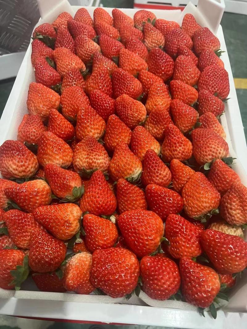长丰红颜草莓代办，欢迎全国客商、电商、超市前来洽谈