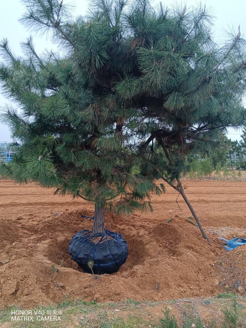 山东黑松，规格齐全，基地直发货源充足可实地考察