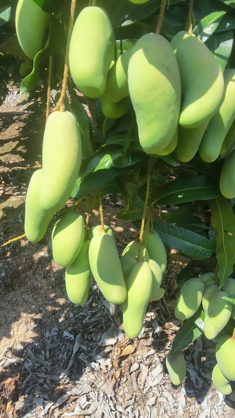 海南象牙芒生果，嘎嘣脆型的