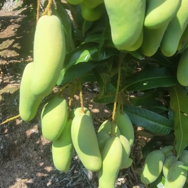 海南象牙芒生果，嘎嘣脆型的