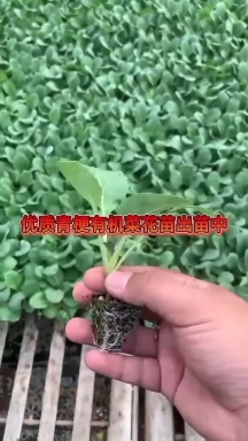 甘蓝苗包菜苗紫甘蓝苗大量出售，量大优惠