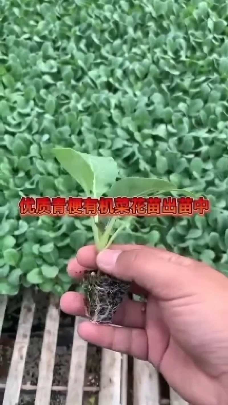 甘蓝苗包菜苗紫甘蓝苗大量出售，量大优惠