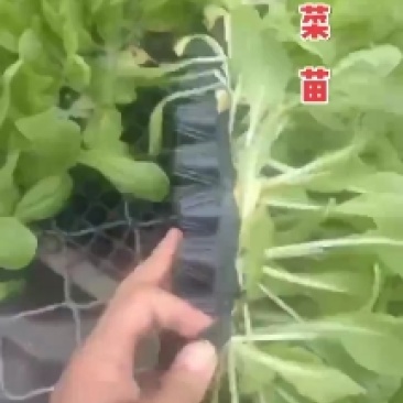 甘蓝苗包菜苗紫甘蓝苗大量出售，量大优惠