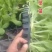 甘蓝苗包菜苗紫甘蓝苗大量出售，量大优惠