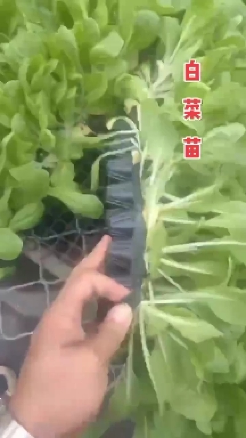 甘蓝苗包菜苗紫甘蓝苗大量出售，量大优惠