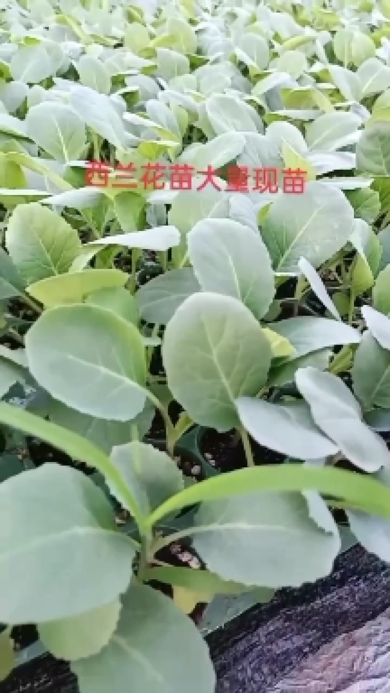 甘蓝苗包菜苗紫甘蓝苗大量出售，量大优惠