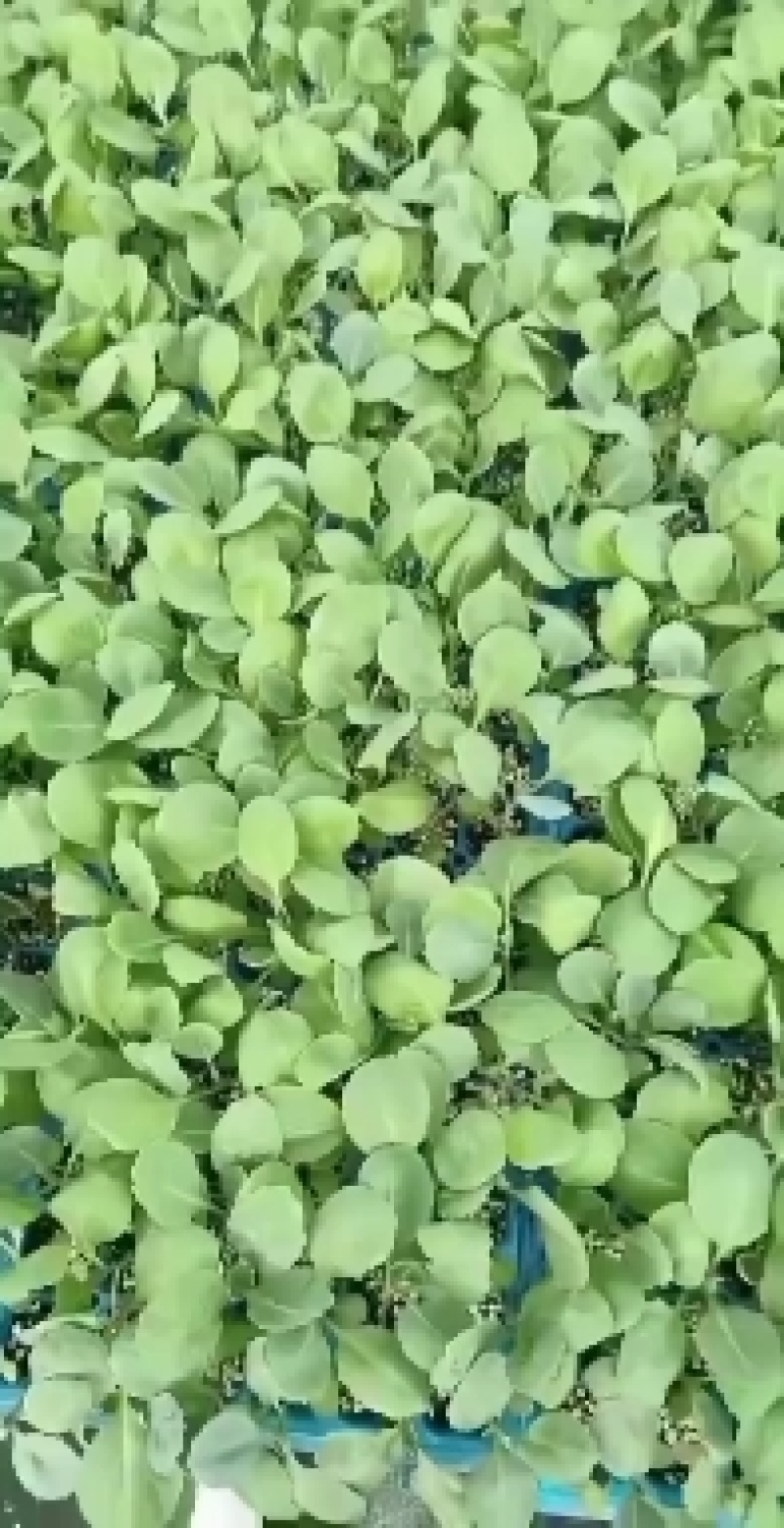 甘蓝苗包菜苗紫甘蓝苗大量出售，量大优惠