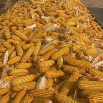 精品玉米粒、玉米棒、干玉米棒、干玉米粒、大量供应