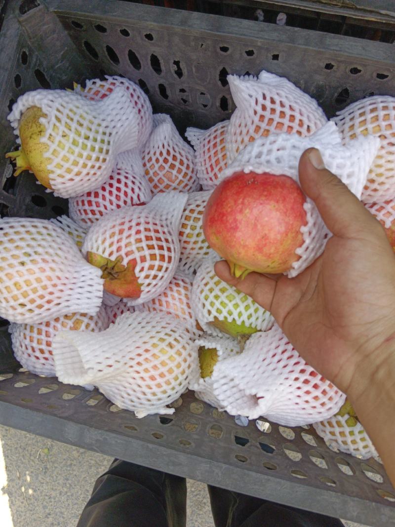突尼斯软籽石榴次果大量出，工厂货，可商议