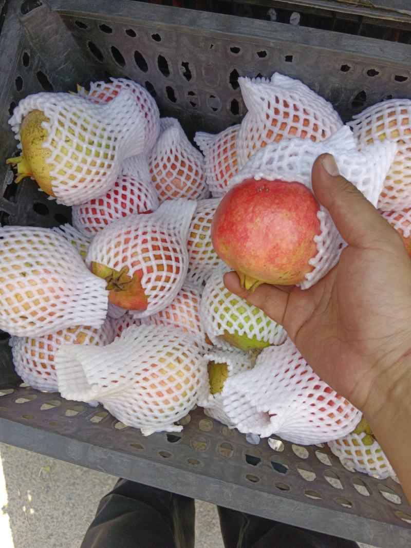 突尼斯软籽石榴次果大量出，工厂货，可商议