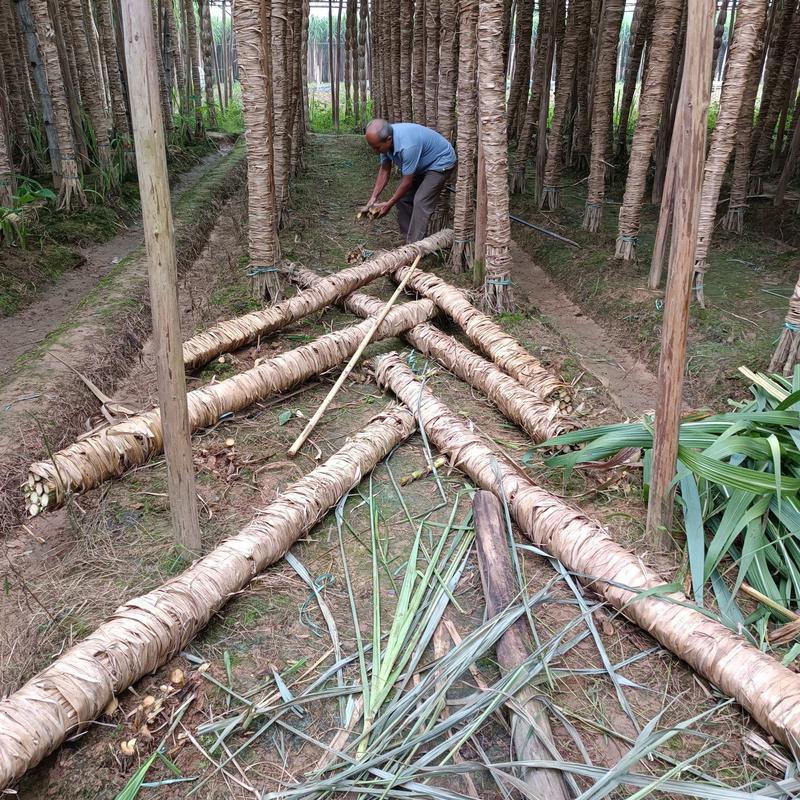 广西木格白玉甘蔗新鲜上市