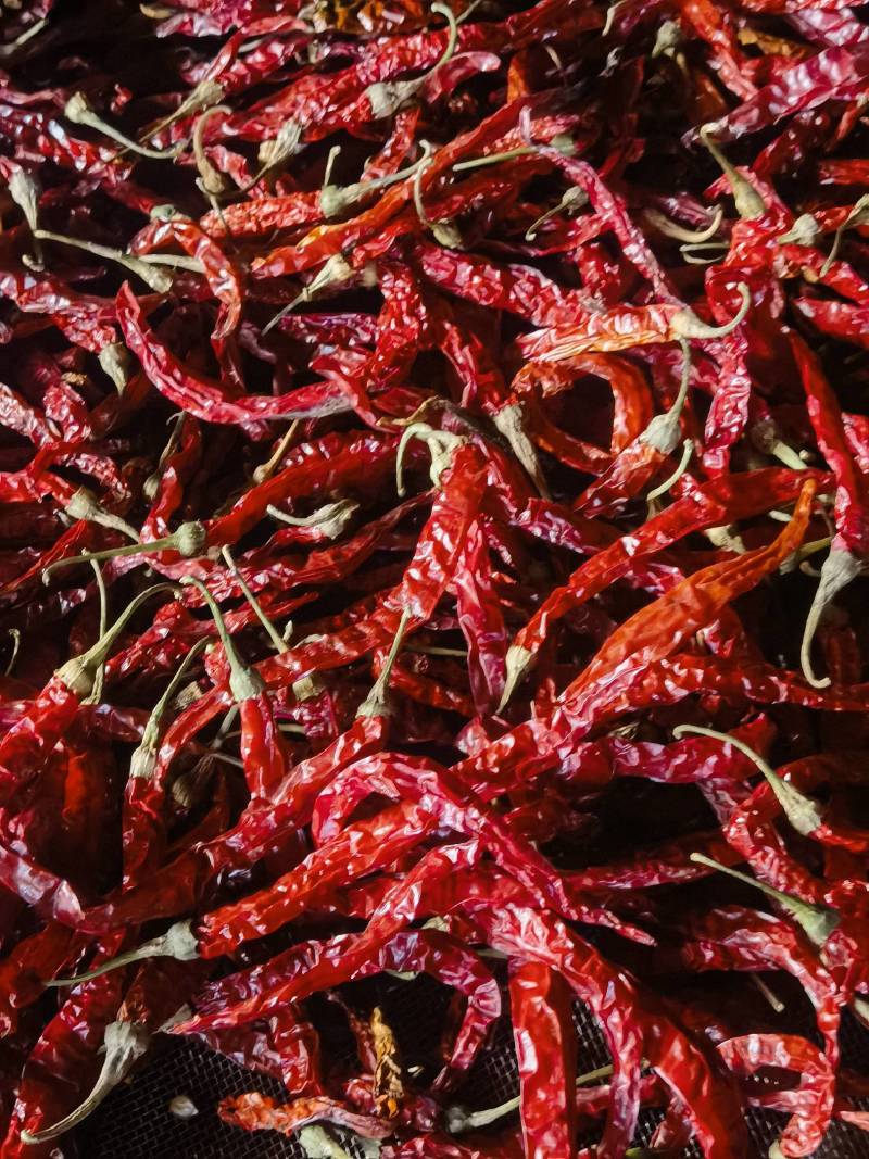 新疆二荆条，烘干货，自产自销，价格合适就卖，25吨左右货