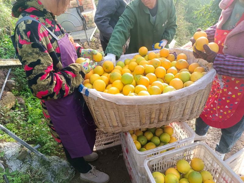 湖北秭归九月红果冻橙净重九斤包邮包售后