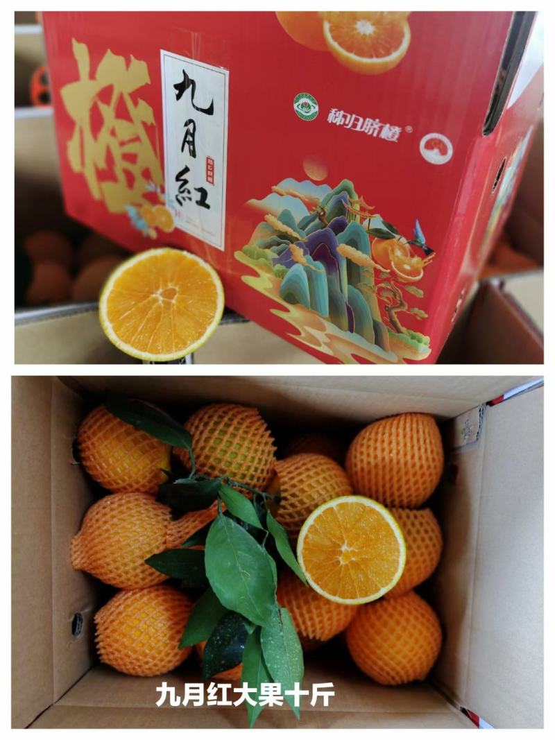湖北秭归九月红果冻橙净重九斤包邮包售后
