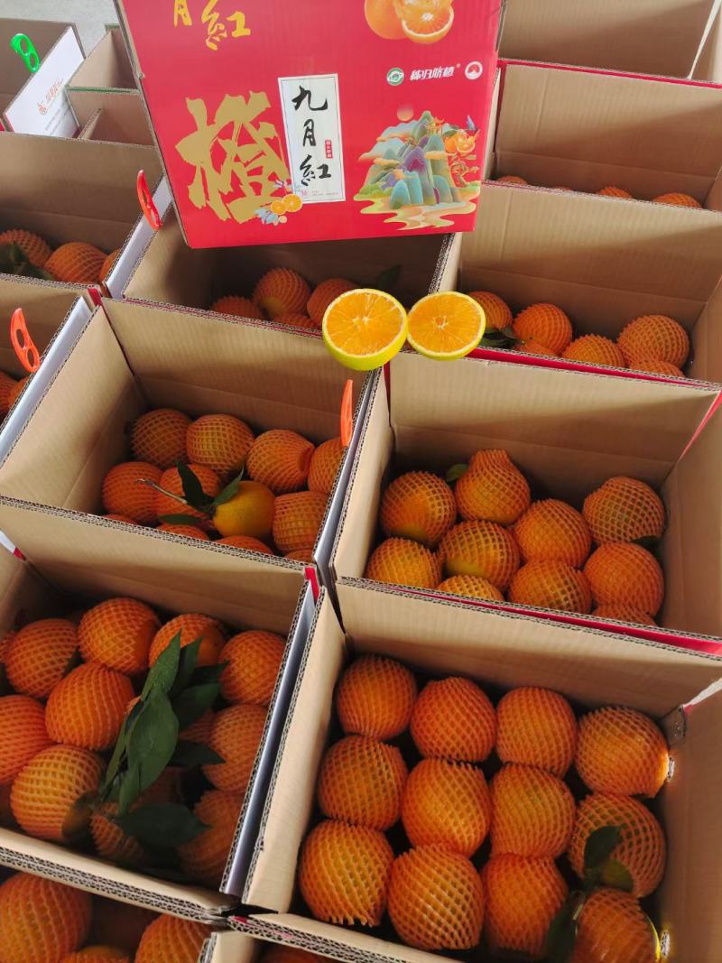 湖北秭归九月红果冻橙净重九斤包邮包售后
