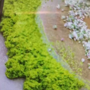 卖山韭花