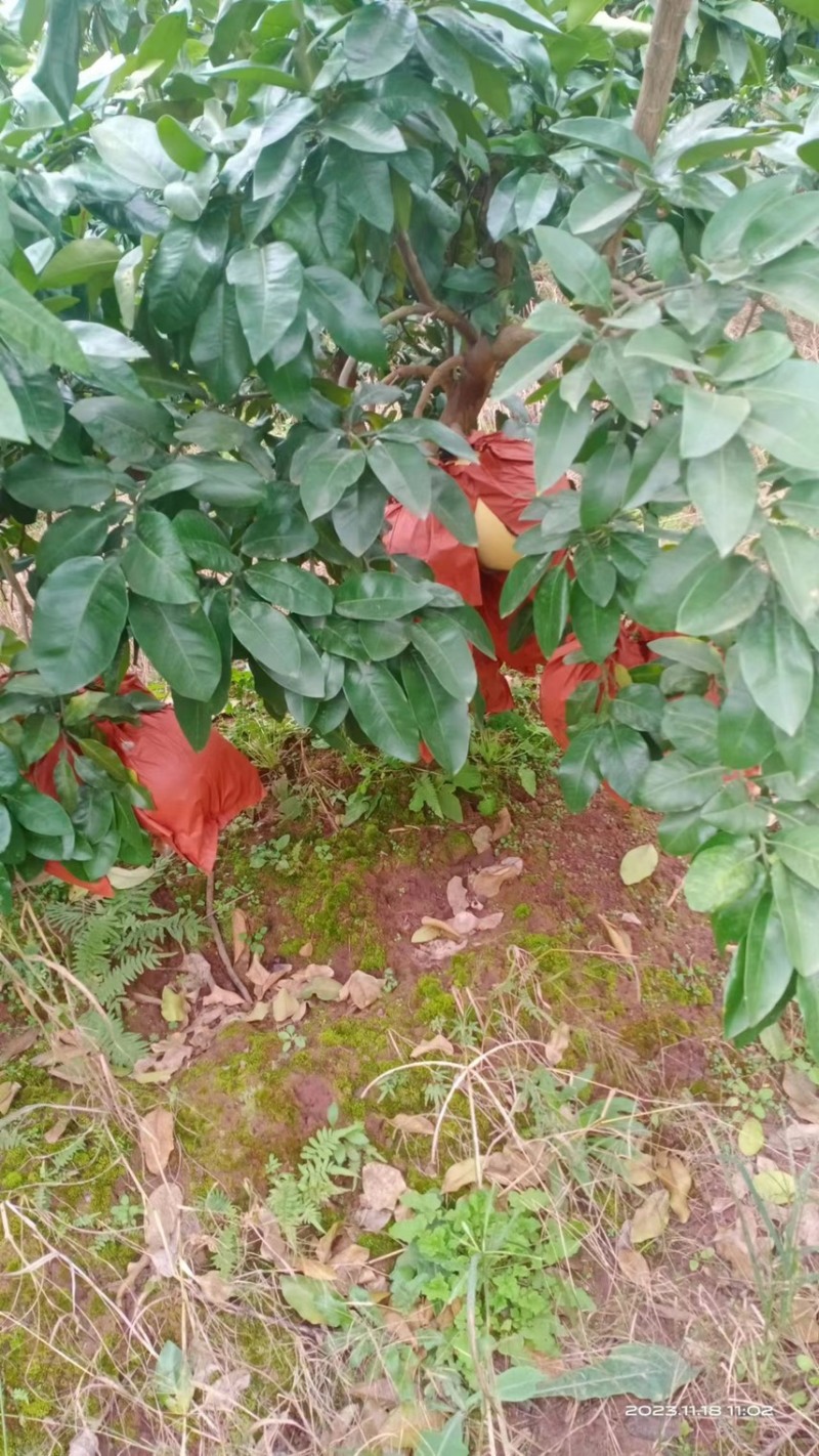 三红柚/柚子产地直发品质好货供应电商