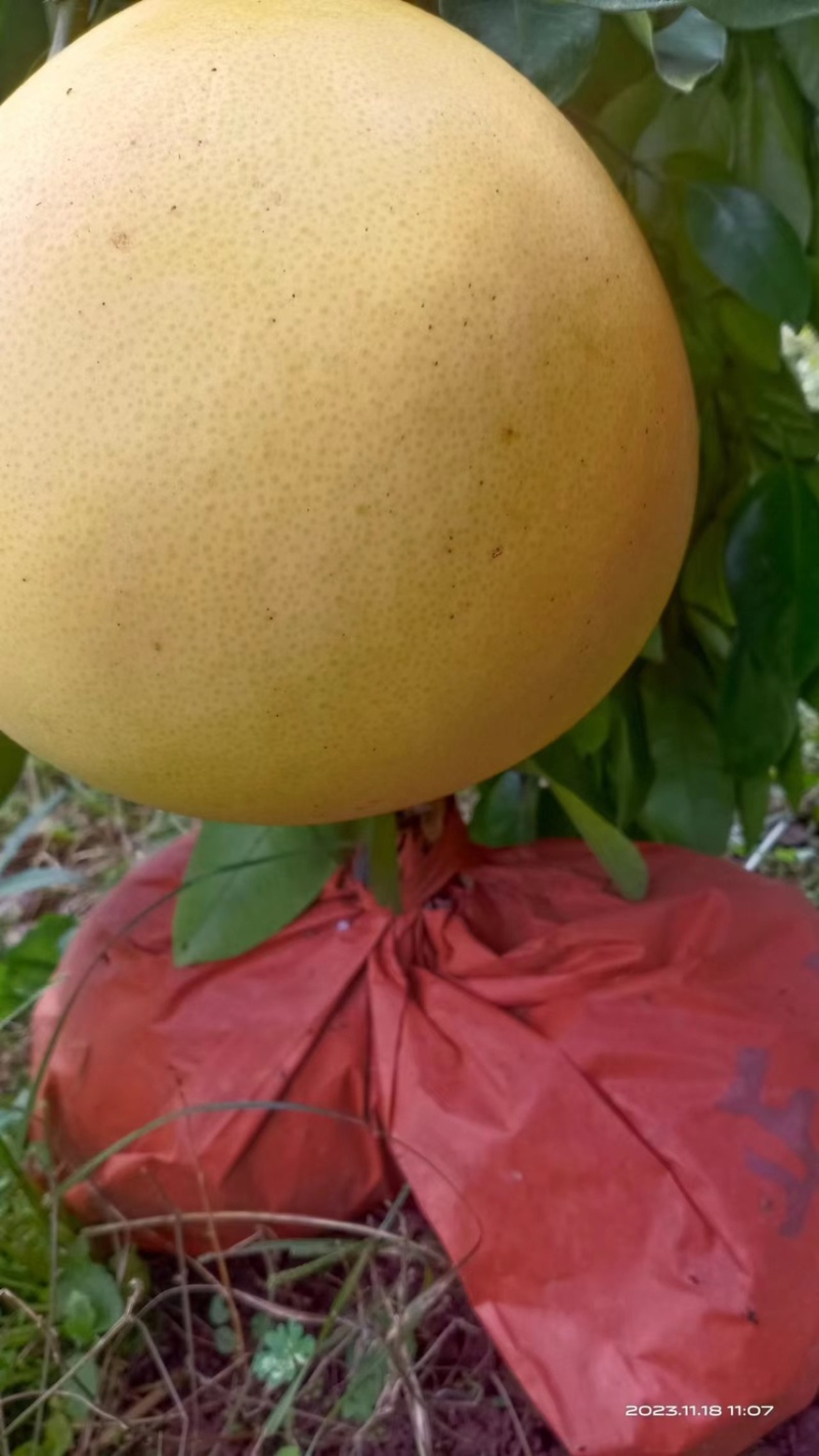 三红柚/柚子产地直发品质好货供应电商