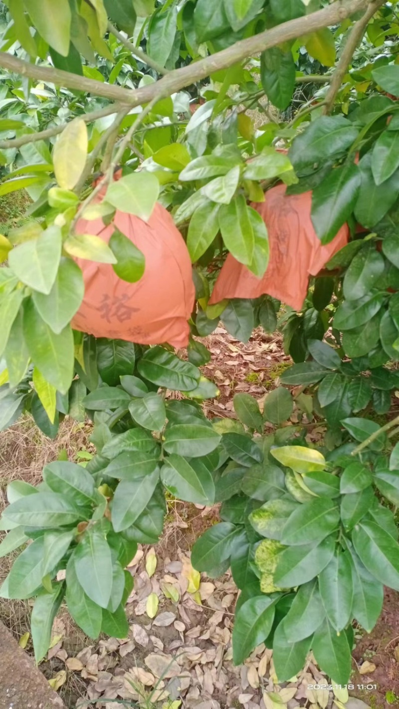 三红柚/柚子产地直发品质好货供应电商