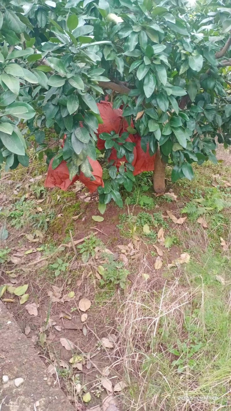 三红柚/柚子产地直发品质好货供应电商